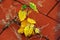 Young tree spring with yellow leaves on red tiled pavement