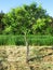 Young tree of sweet chesnut botanic named Castanea sativa