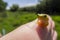 Young treefrog, Hyla arborea,