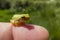 Young treefrog, Hyla arborea,