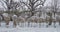 Young trees covered with anti frost cloth Winter freeze protection in Vienna Volksgarten park. Wien, Austria, in December.