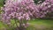 Young trees of Magnolia with purple flowers in park