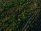 Young trees, plantations on the slopes. Top down Aerial view on the Dniester Canyon, River, Bakota Bay in National Park Podilski