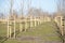 Young trees planted in a row in the new city park. Young trees with protective support. Alley of young trees neatly planted and