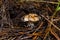 Young Tricholoma populinum mushroom in a mixed forest. Mushroom  closeup. Soft selective focus