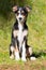Young tricolor border collie dog