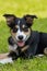 Young tricolor border collie dog lying in a meadow