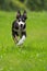 Young tricolor border collie dog running in a meadow