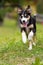 Young tricolor border collie dog running in a meadow