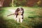 Young tricolor cavalier king charles spaniel playing with stick in summer