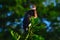 Young Tricolored Heron (Egretta tricolor) perched on branch.