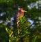 Young Tricolored Heron (Egretta tricolor) perched on branch.