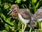 Young tricolored herons