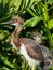 Young Tricolored Herons