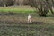 A young truffle dog in a hazel grove of the Langhe, Piedmony - I