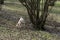 A young truffle dog in a hazel grove of the Langhe, Piedmony - I