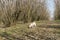 A young truffle dog in a hazel grove of the Langhe, Piedmony - I