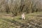 A young truffle dog in a hazel grove of the Langhe, Piedmony - I