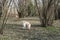 A young truffle dog in a hazel grove of the Langhe, Piedmony - Italy