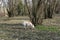 A young truffle dog in a hazel grove of the Langhe, Piedmony - Italy