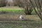 A young truffle dog in a hazel grove of the Langhe, Piedmony - Italy