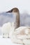 Young trumpeter swan portrait