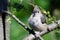 Young Tufted Titmouse All Fluffed Up