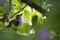 Young tufted titmouse deep in a tree.