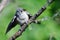 Young Tufted Titmouse Perched in a Tree