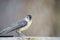 Young tufted titmouse on railing