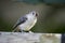 Young tufted titmouse on railing