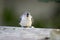 Young tufted titmouse on railing