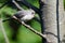 Young Tufted Titmouse Singing in a Tree