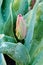 Young tulip Le De France in early spring before full bloom covered in morning dew.