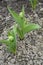 Young tulips grow in a garden bed