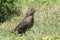The young turdus looks from the grass and watches