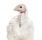 Young Turkey 3 months old, against white background