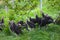 Young turkey chicks on a farm