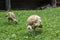 Young turkey chicks in grass