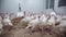 Young turkey chicks walking in coop at poultry farm