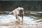 Young Turkish sheepdog playing in water