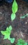 Young turmeric plant in garden soil