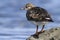 Young Turnstone standing on the shore of the ocean autumn