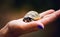 A young turtle cub in the palm of a girl is safe.