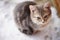 Young turtle grey kitten sits on a snowy pavement in winter day