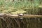 Young turtle sunbathing on a log