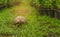 Young turtles are walking on the grass