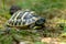 young turtles from the wild nature