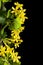 Young twig of black curran with flowers and foliaget, isolated on black background