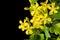 Young twig of black curran with flowers and foliaget, isolated on black background